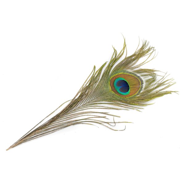 Pawie Pióro 25cm 1szt