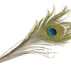 Pawie Pióro 25cm 1szt